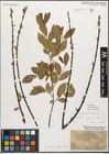 Foto von Salix myrsinifolia Salisb.